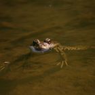 Frosch in der Solinger Heide