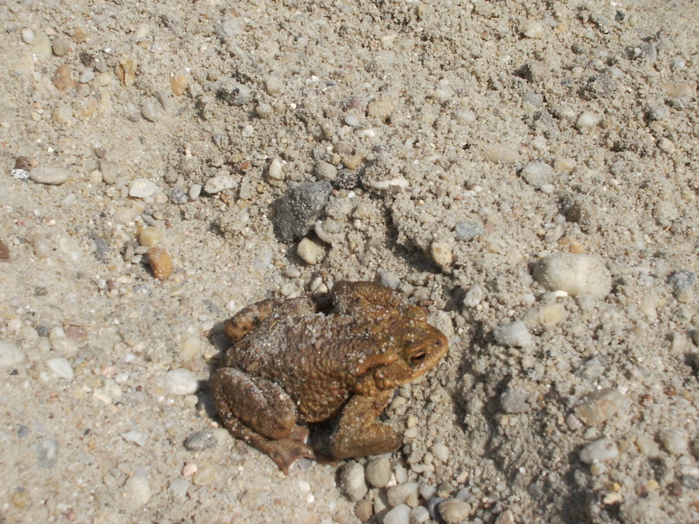 Frosch in der Sonne