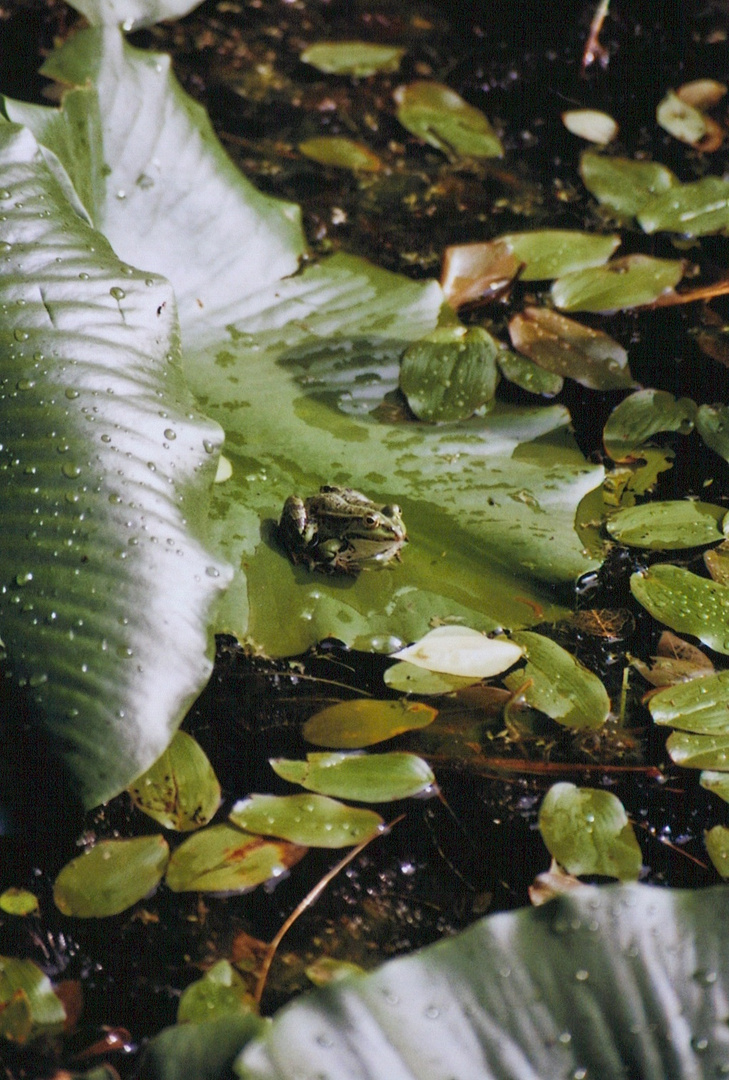 Frosch in der Sonne