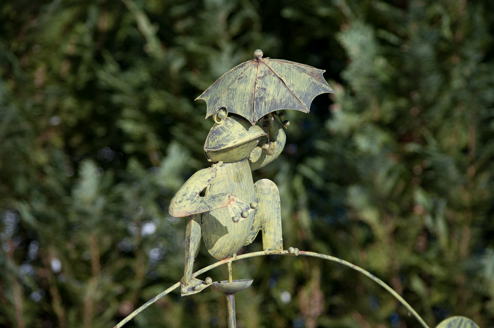 Frosch in der Sonne