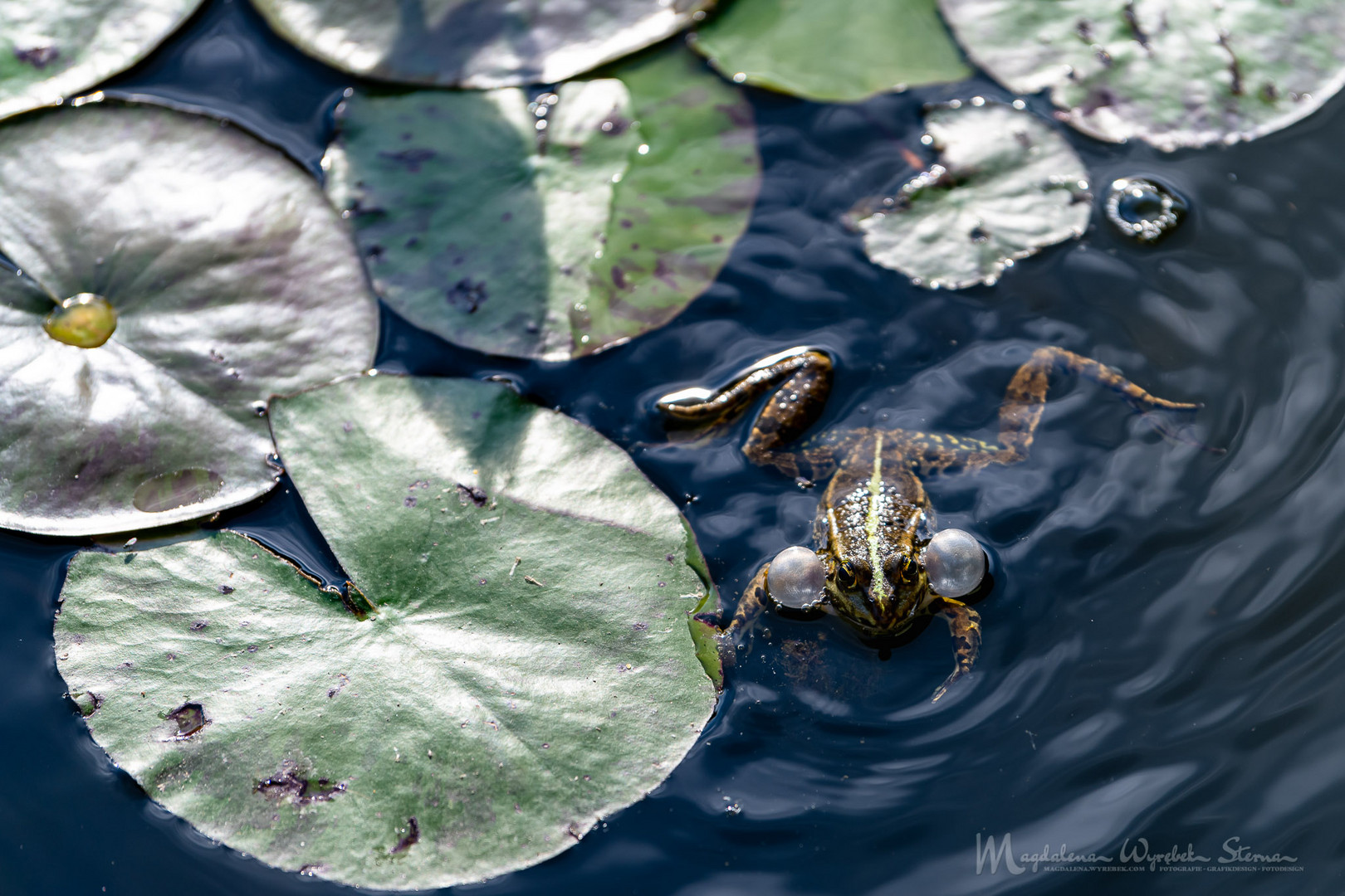 Frosch in einem Teich