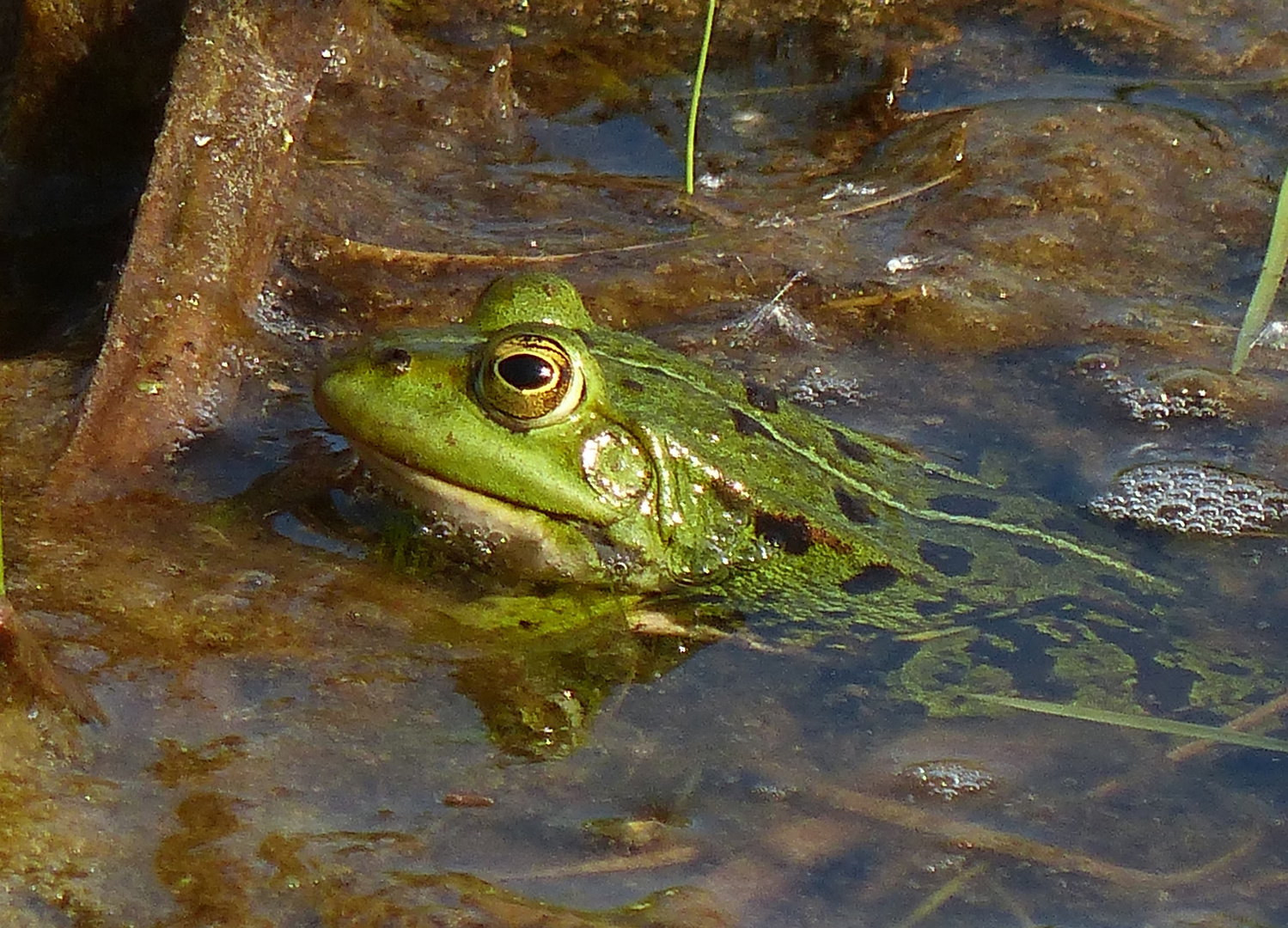 Frosch in einem Teich am Lippeauen Pfad in Hamm