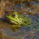 Frosch in einem Teich am Lippeauen Pfad in Hamm