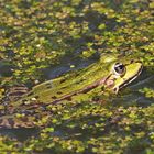 Frosch in Entengrütze