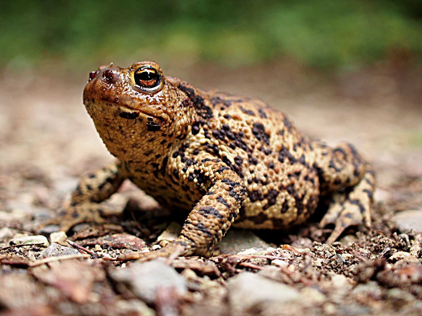 Frosch in Flecktarn