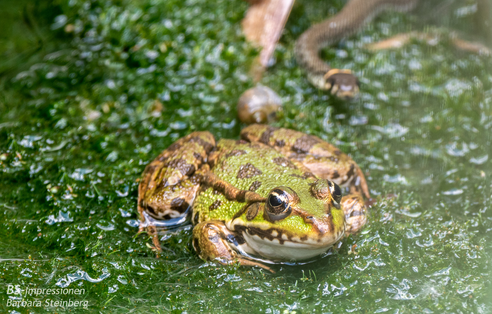 Frosch in Gefahr