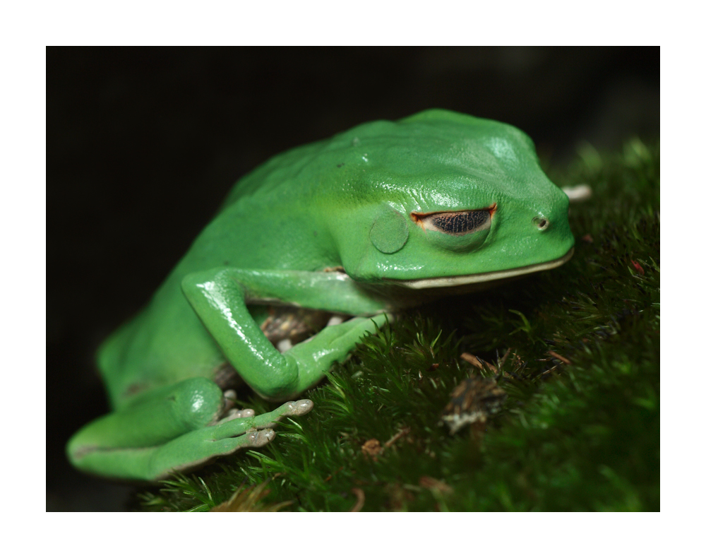 Frosch in grün