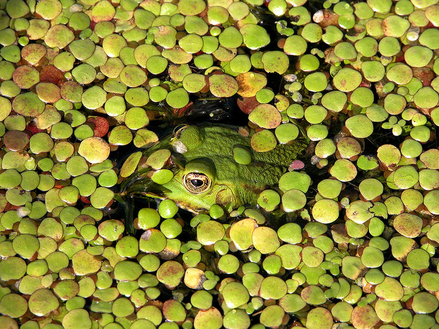 Frosch in grün