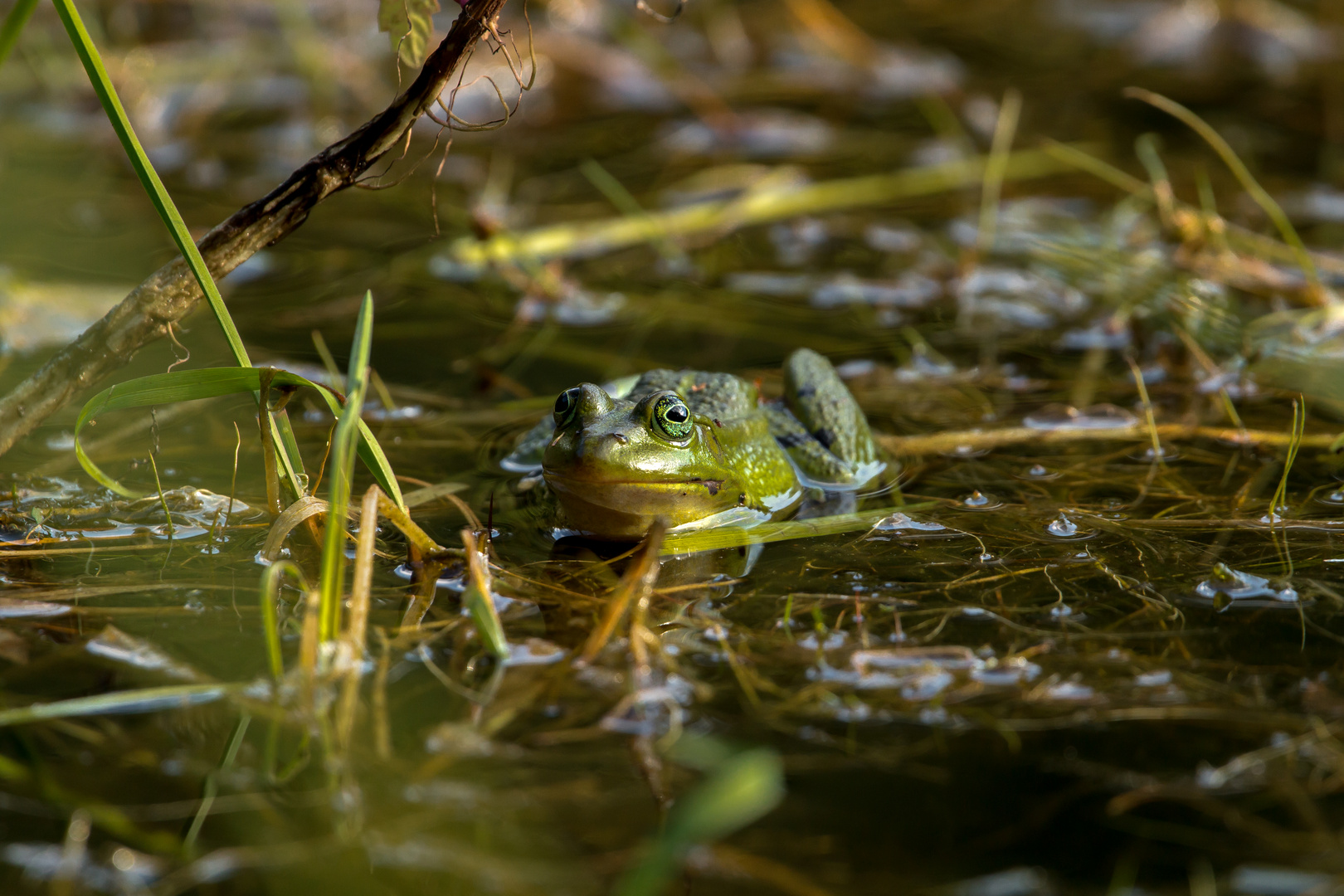 Frosch in Lauerstellung