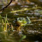 Frosch in Lauerstellung