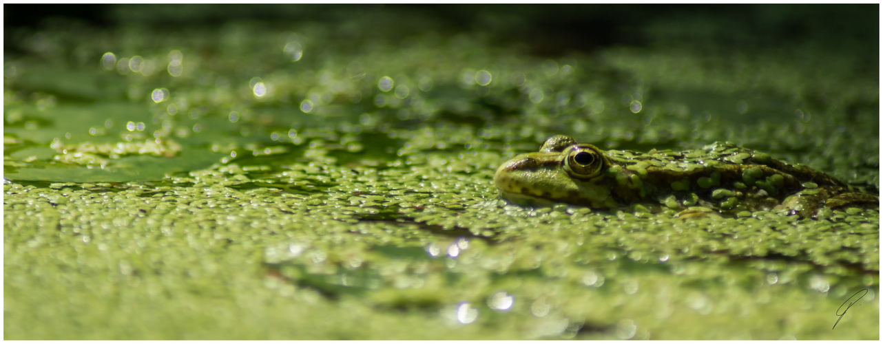 Frosch in Pose