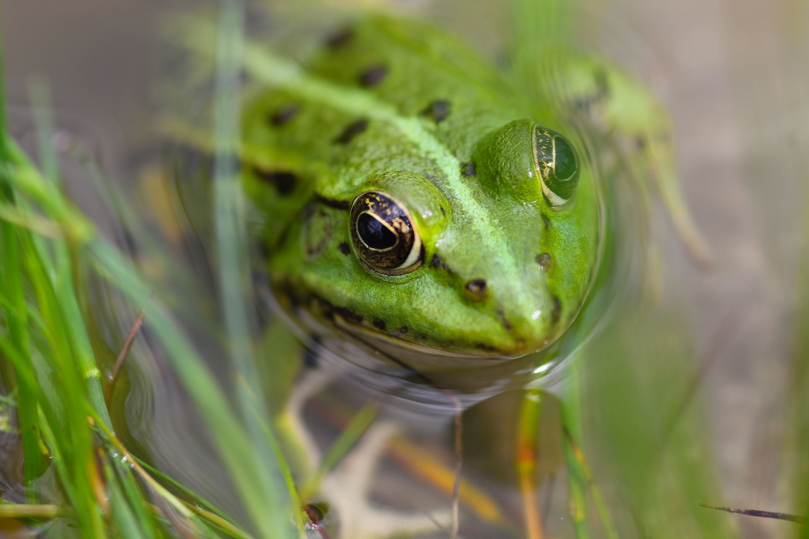 Frosch in Pose