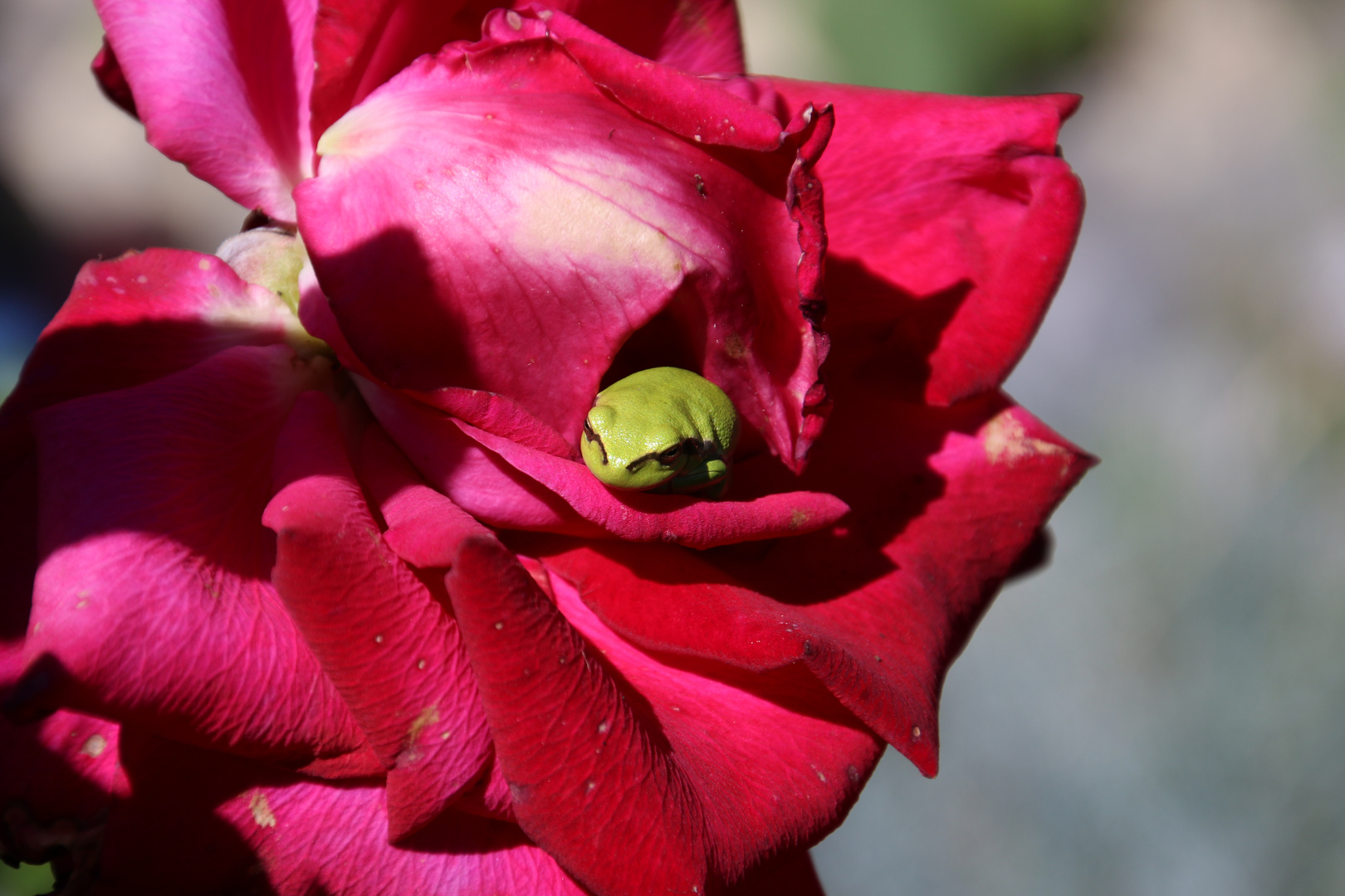 Frosch in Rose