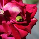 Frosch in Rose