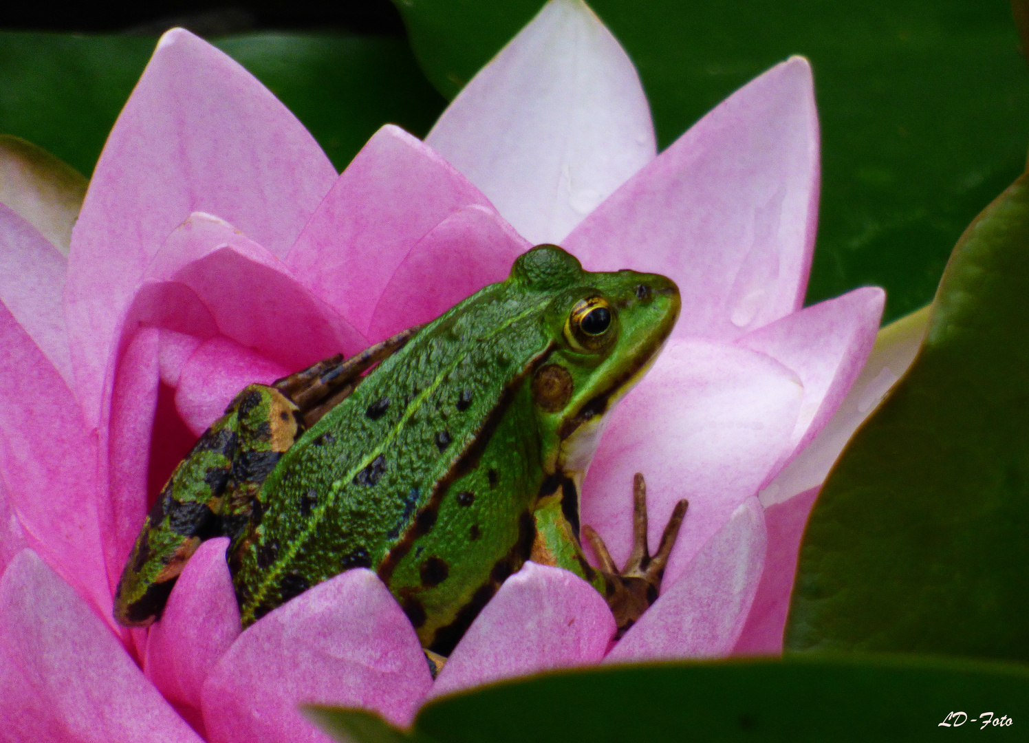 Frosch in Seerose 2