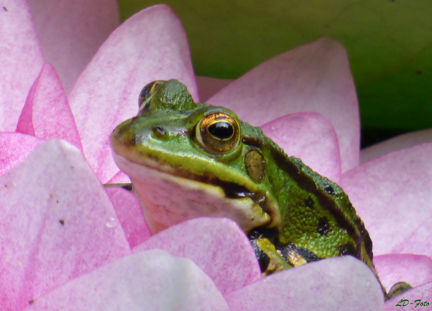 Frosch in Seerose 4