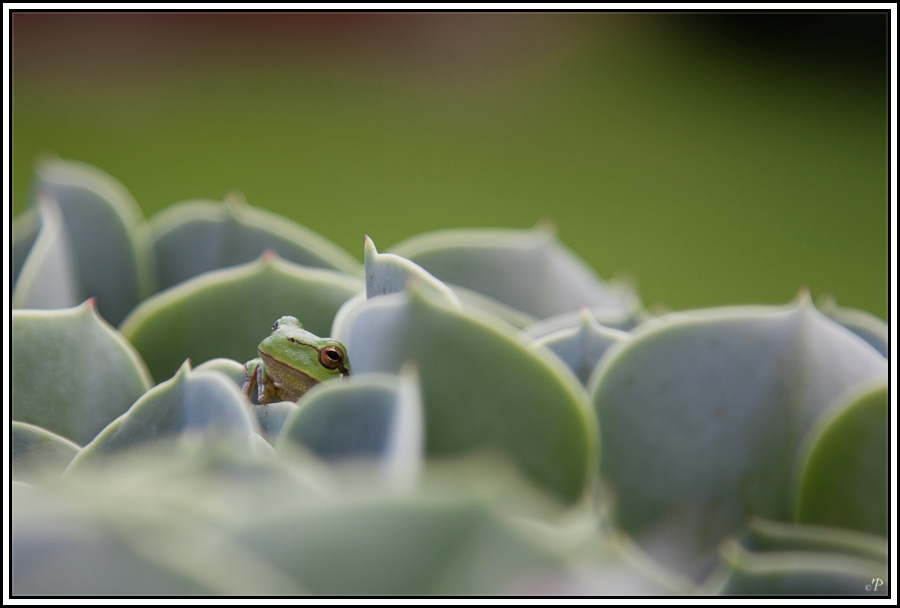 Frosch in Steinrose 2, Einen Blick riskieren