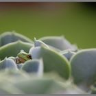 Frosch in Steinrose 2, Einen Blick riskieren