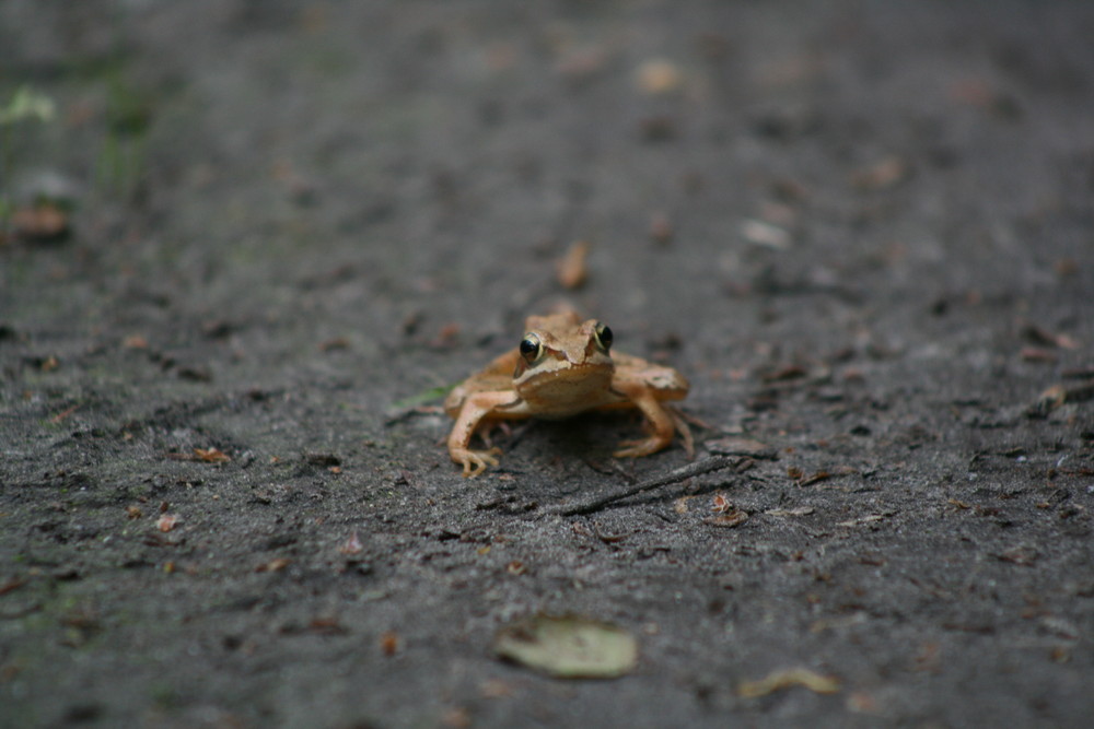 Frosch in Szene