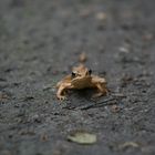 Frosch in Szene