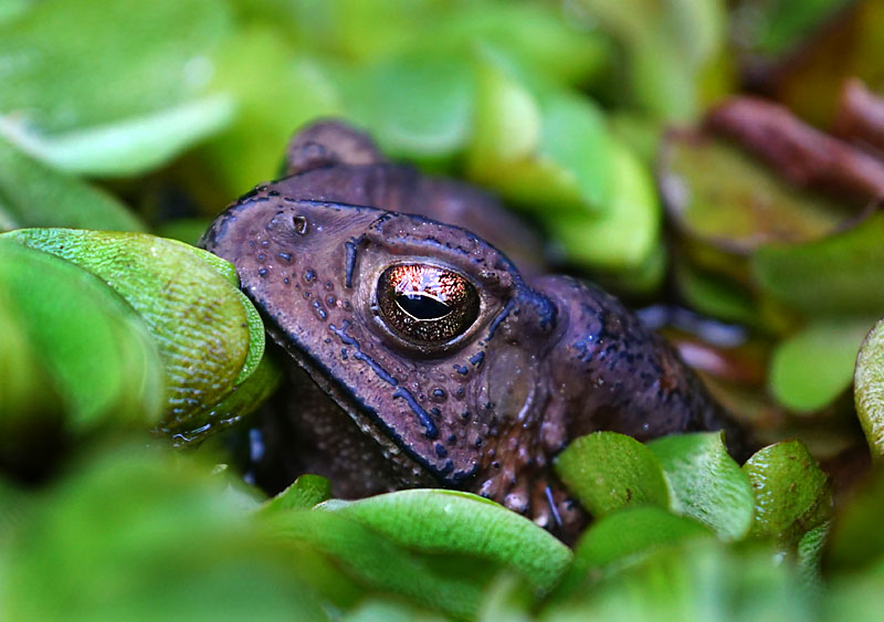 Frosch? in Thailand