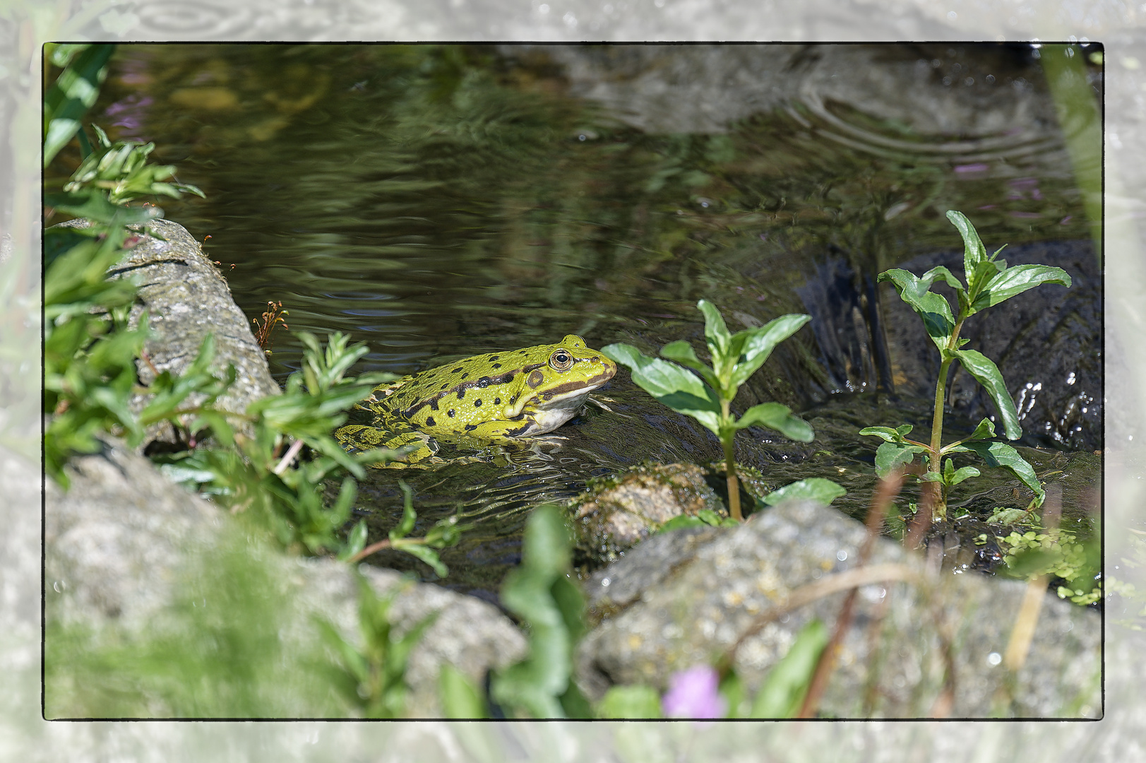  Frosch in Wartestellung