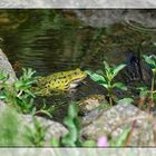  Frosch in Wartestellung