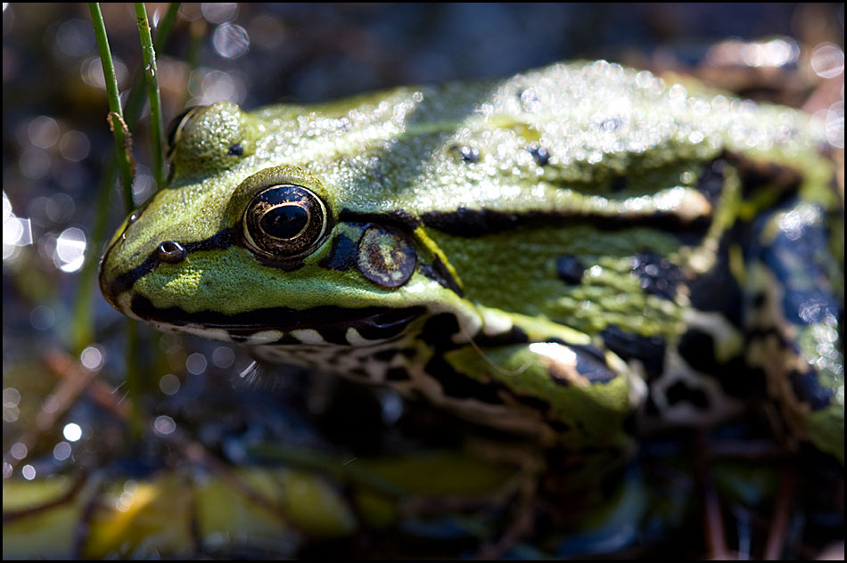 Frosch IV