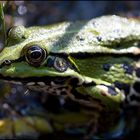 Frosch IV