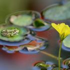 Frosch Karl auf dem Seerosenblatt