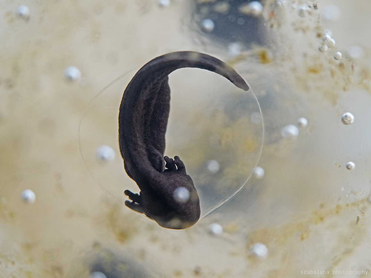 Frosch Kaulquappe im Eikern