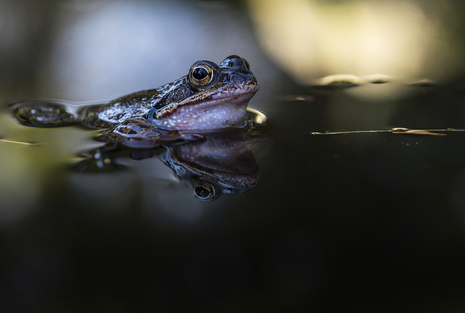 Frosch-König