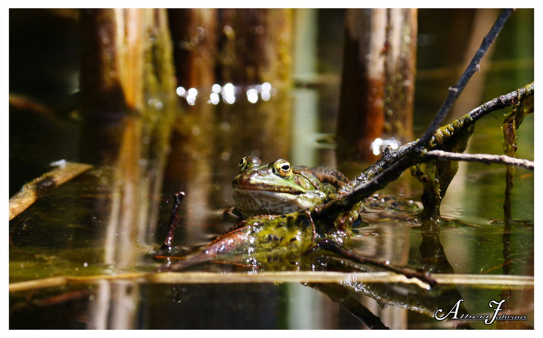 Frosch König