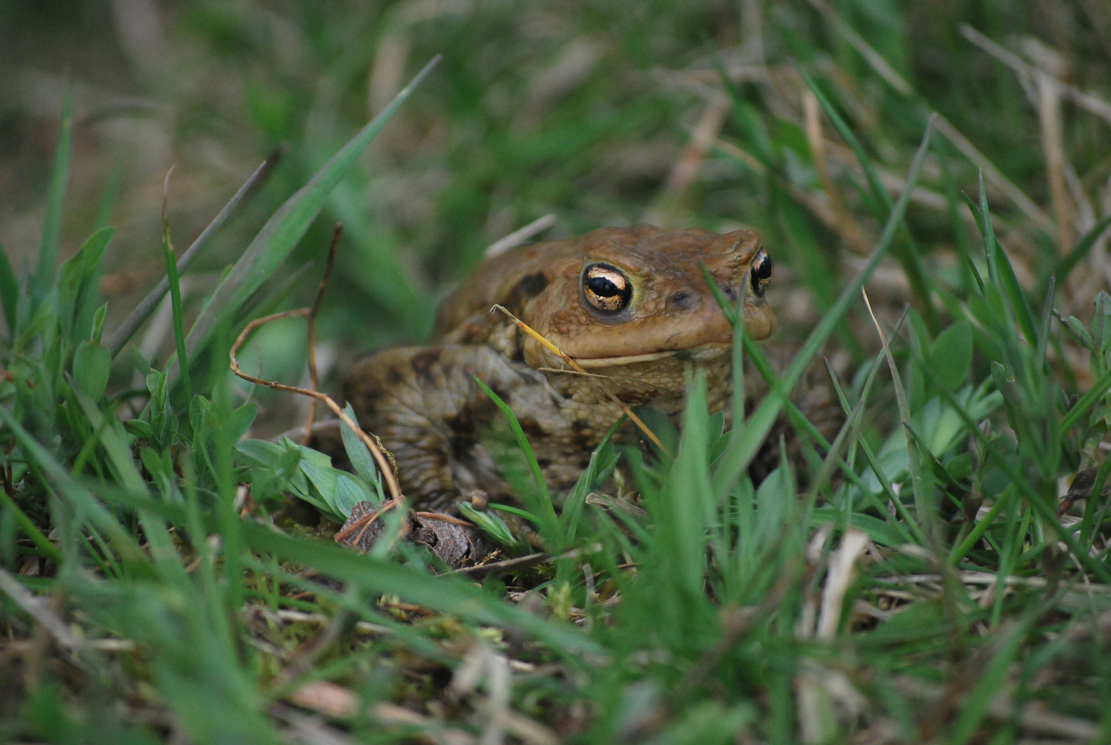 Frosch - (König)