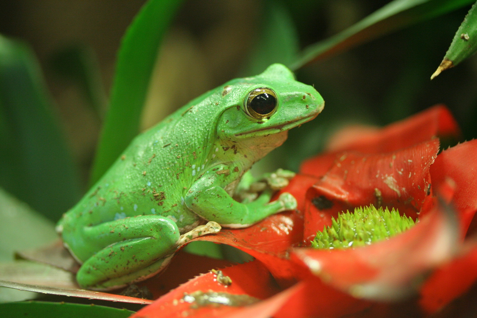 Frosch - König?