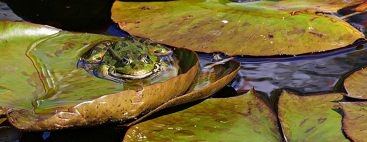 Frosch-König ?