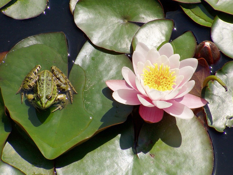 Frosch-König by Oliver Ziegler