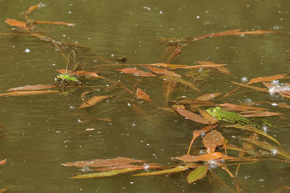 Frosch – Königin ….