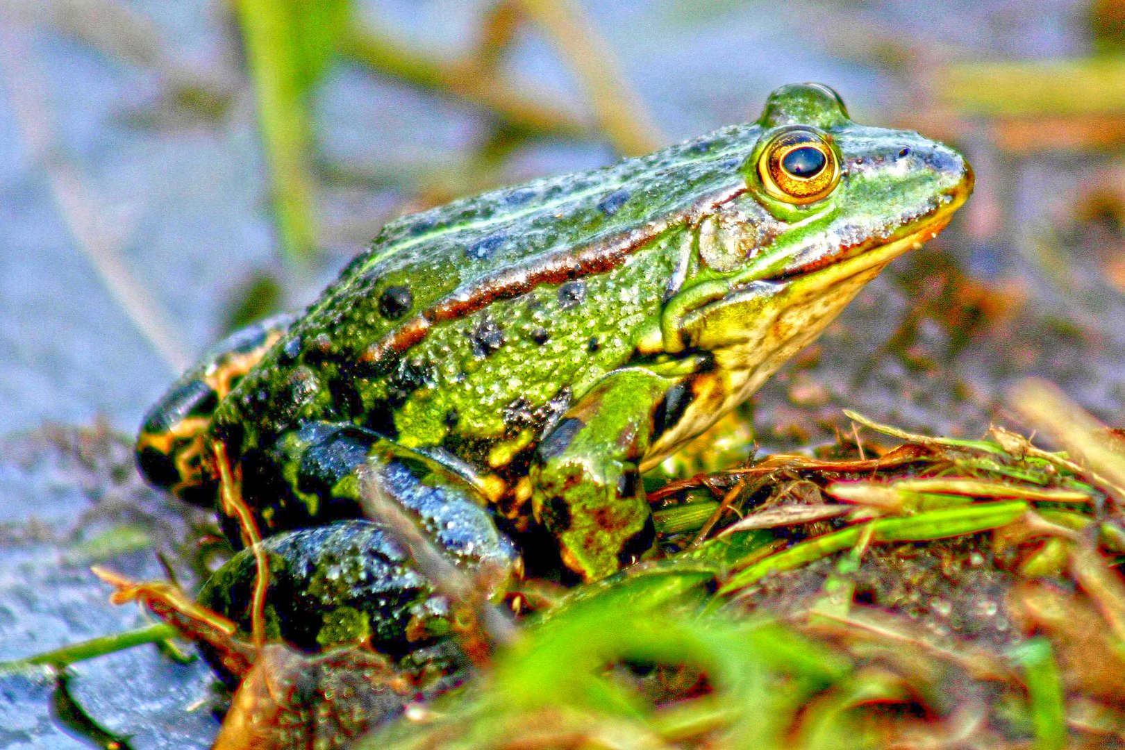 FROSCH KONZERT