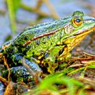 FROSCH KONZERT