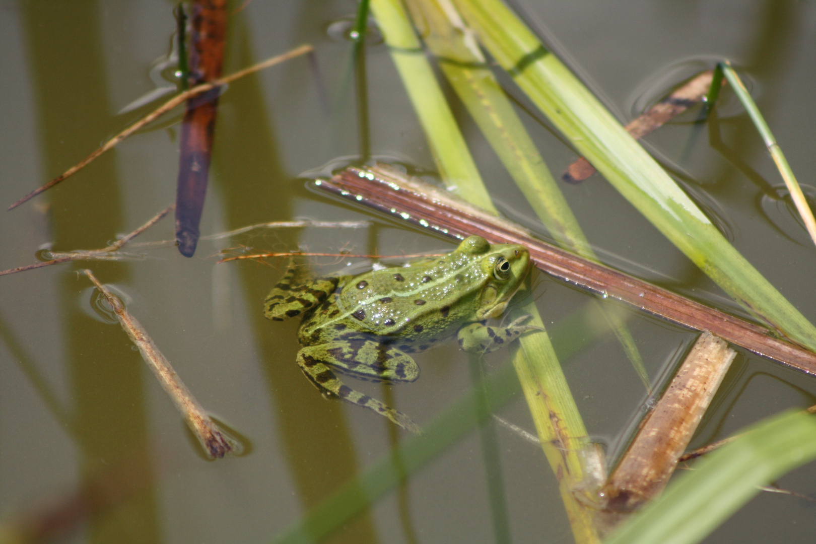 Frosch Konzert