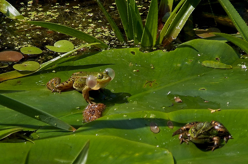 frosch konzert