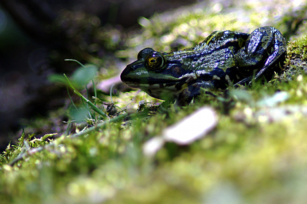 Frosch, Kroete?