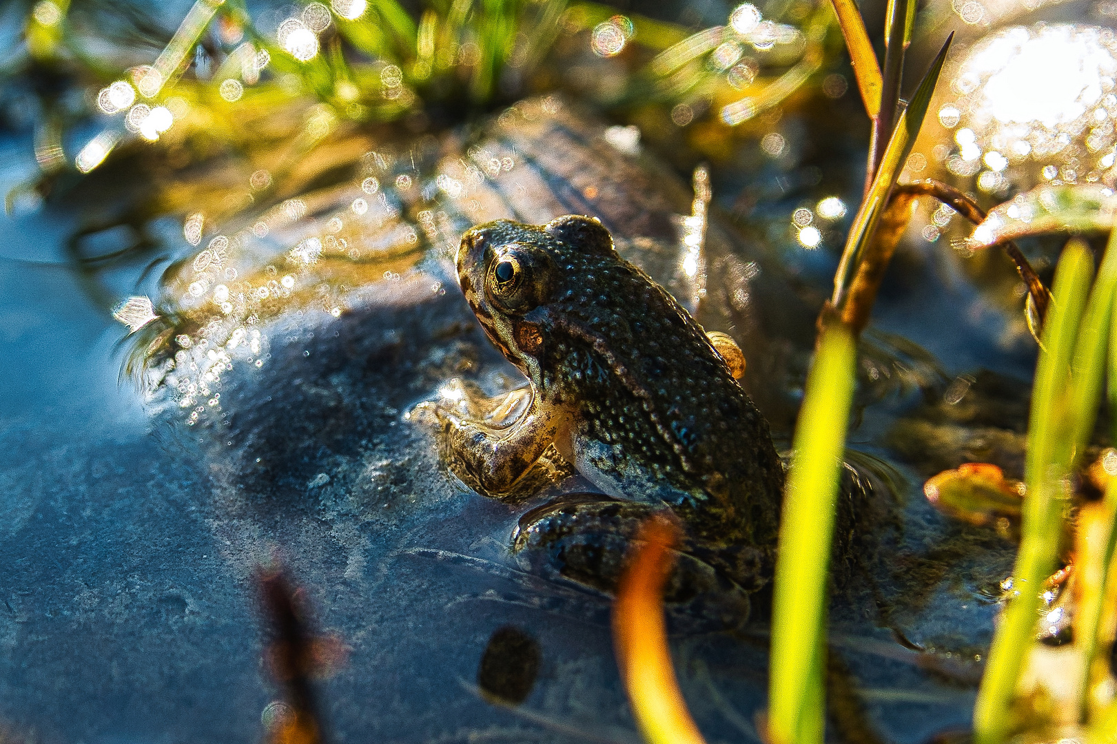 Frosch lässt sich die Abendsonne ins Gesicht scheinen