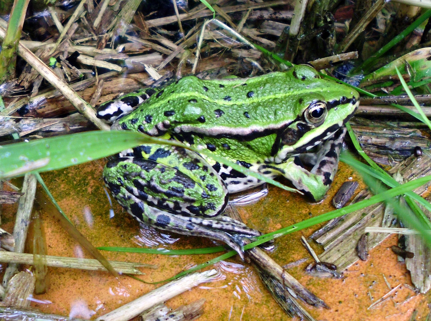 Frosch lautlos !