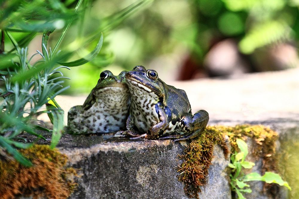 Frosch Liebe Foto & Bild spezial, natur, emotionen Bilder auf