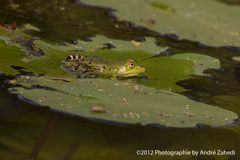 Frosch macht Pause