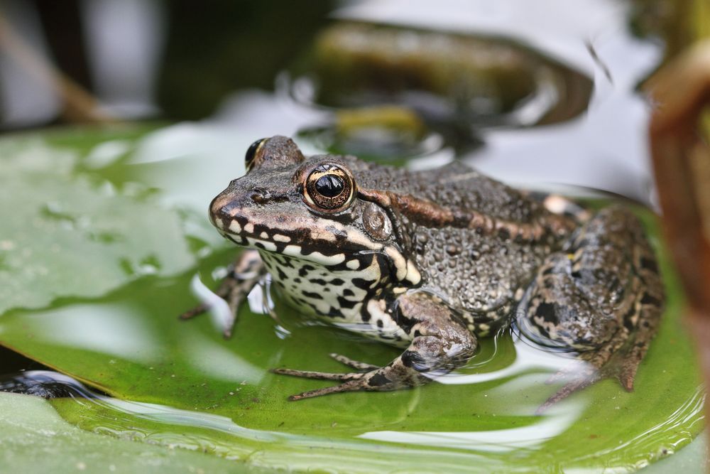 Frosch macht Urlaub