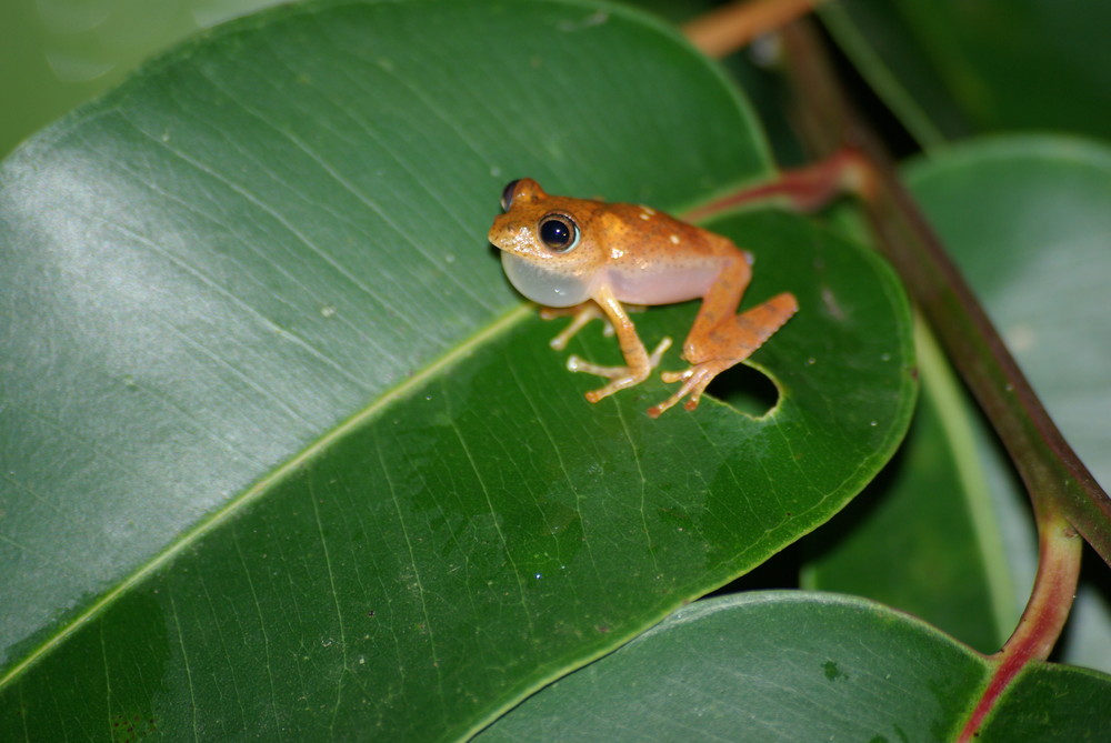 Frosch Madagaskar 2007