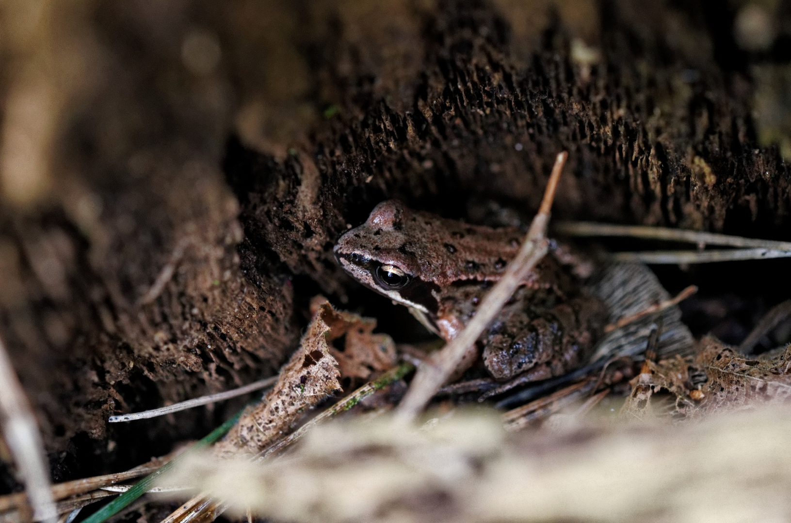 Frosch-Makro